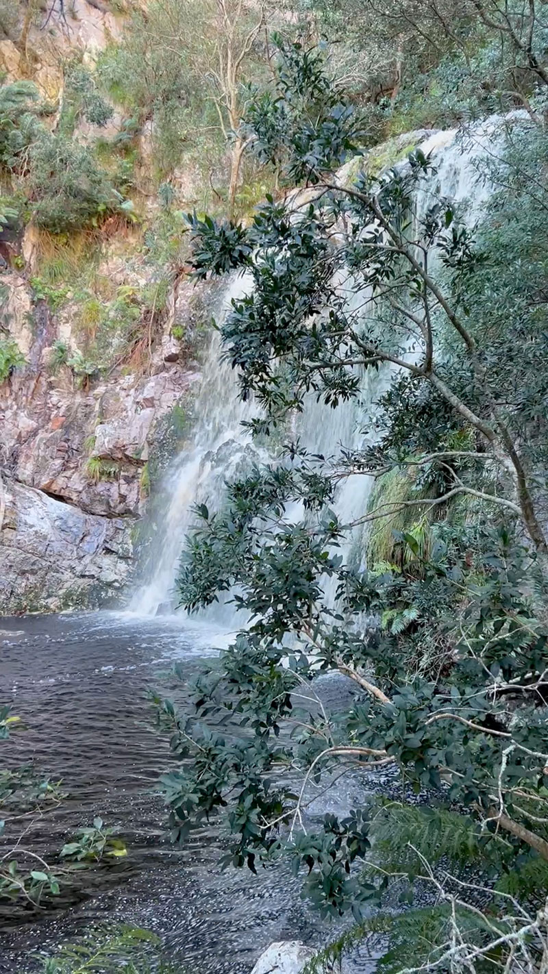 Fernkloof Trees