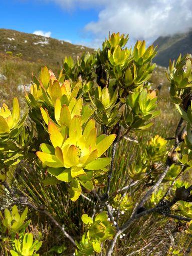 Leucadendron gandogeri