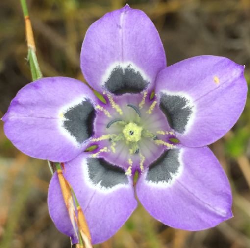 Leucadendron gandogeri