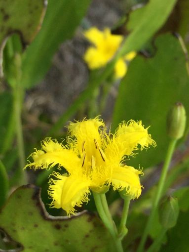 Villarsia capensis