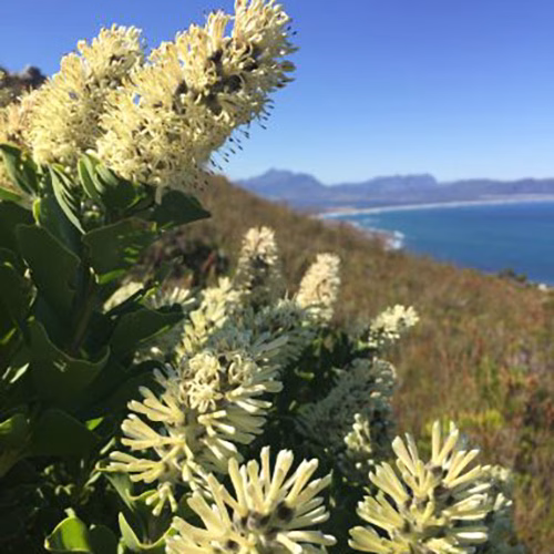 Paranomus-septrum-gustavianus