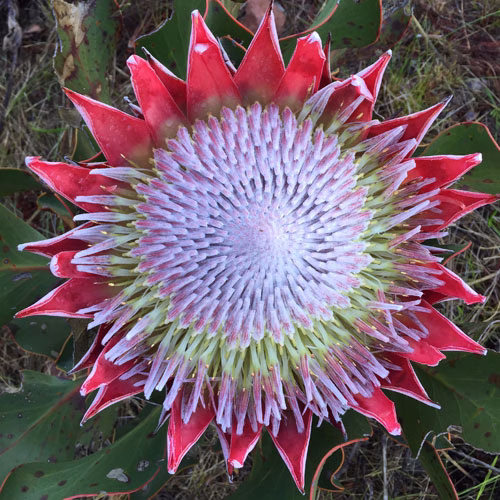 Protea-cynaroides