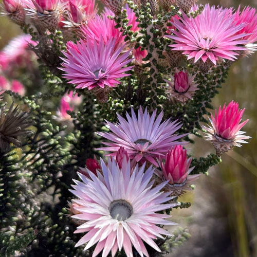 Phaenocoma-prolifera-fynbos